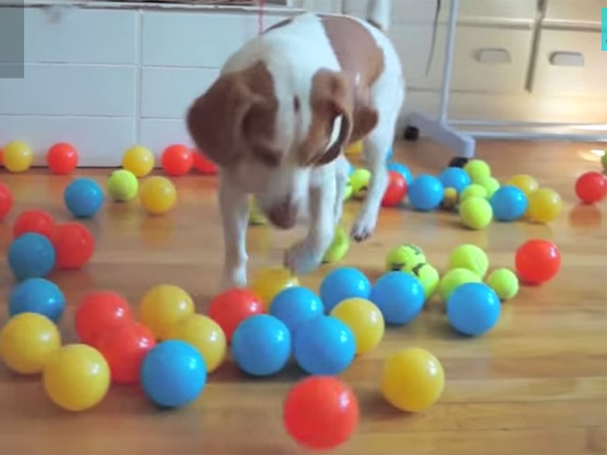 Dog surprised with bouncing balls The Independent The Independent