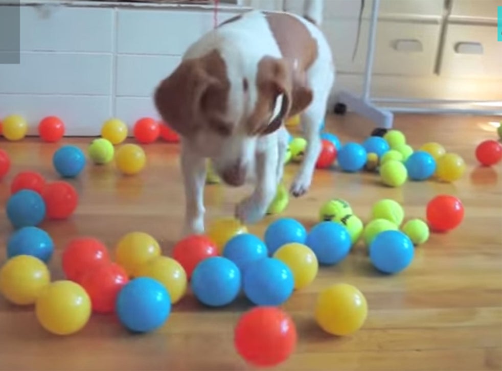 Dog surprised with bouncing balls The Independent The Independent