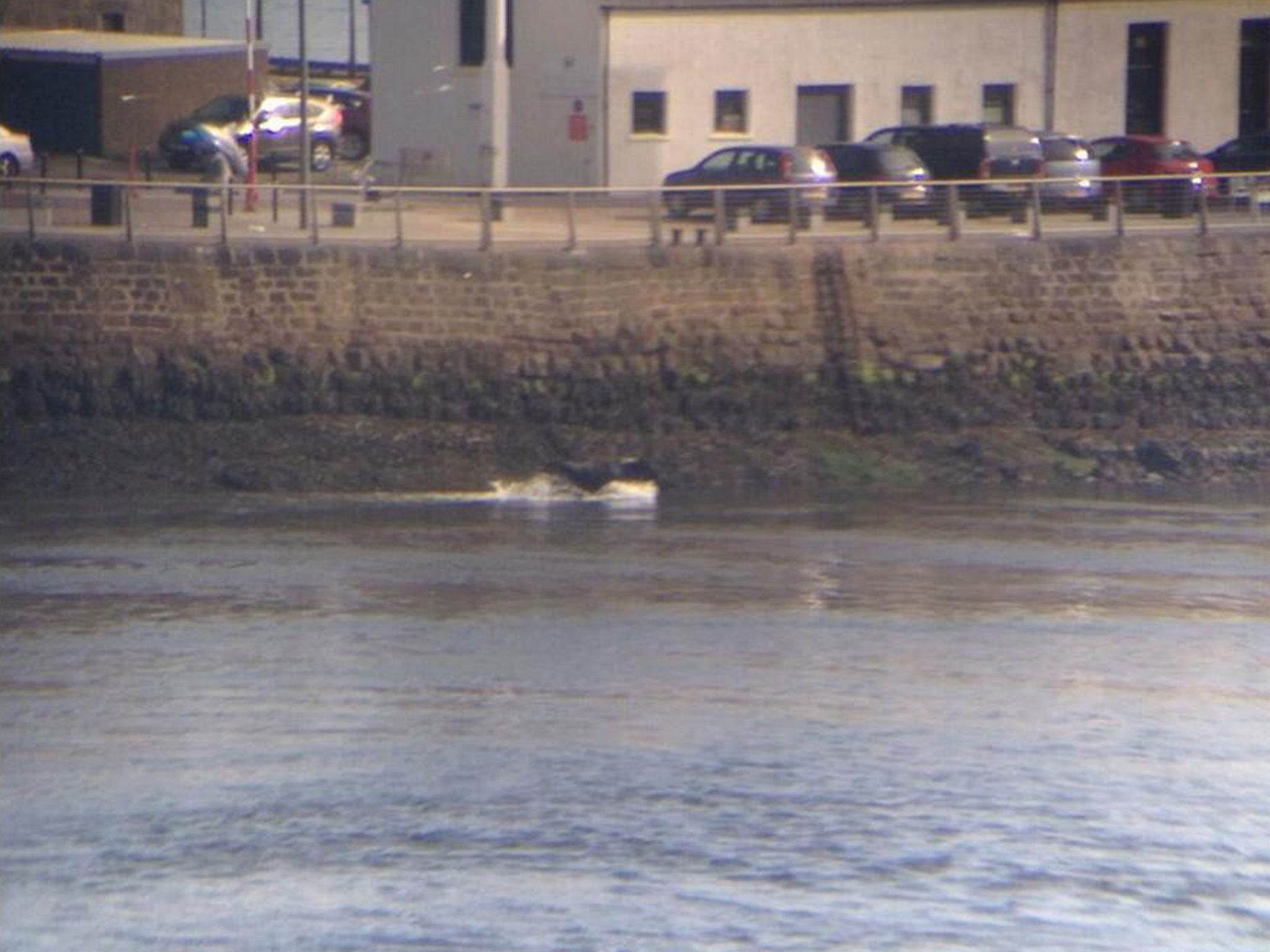 The cow was stranded in Aberdeen harbour