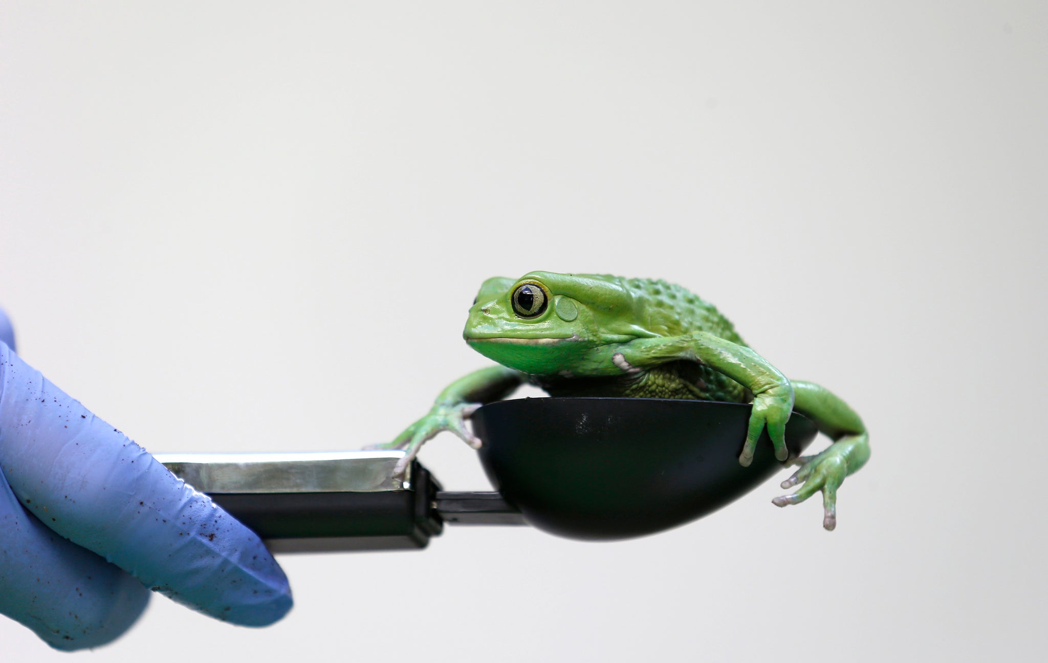 A waxy monkey tree frog - not a burrowing frog - is weighed at London Zoo.