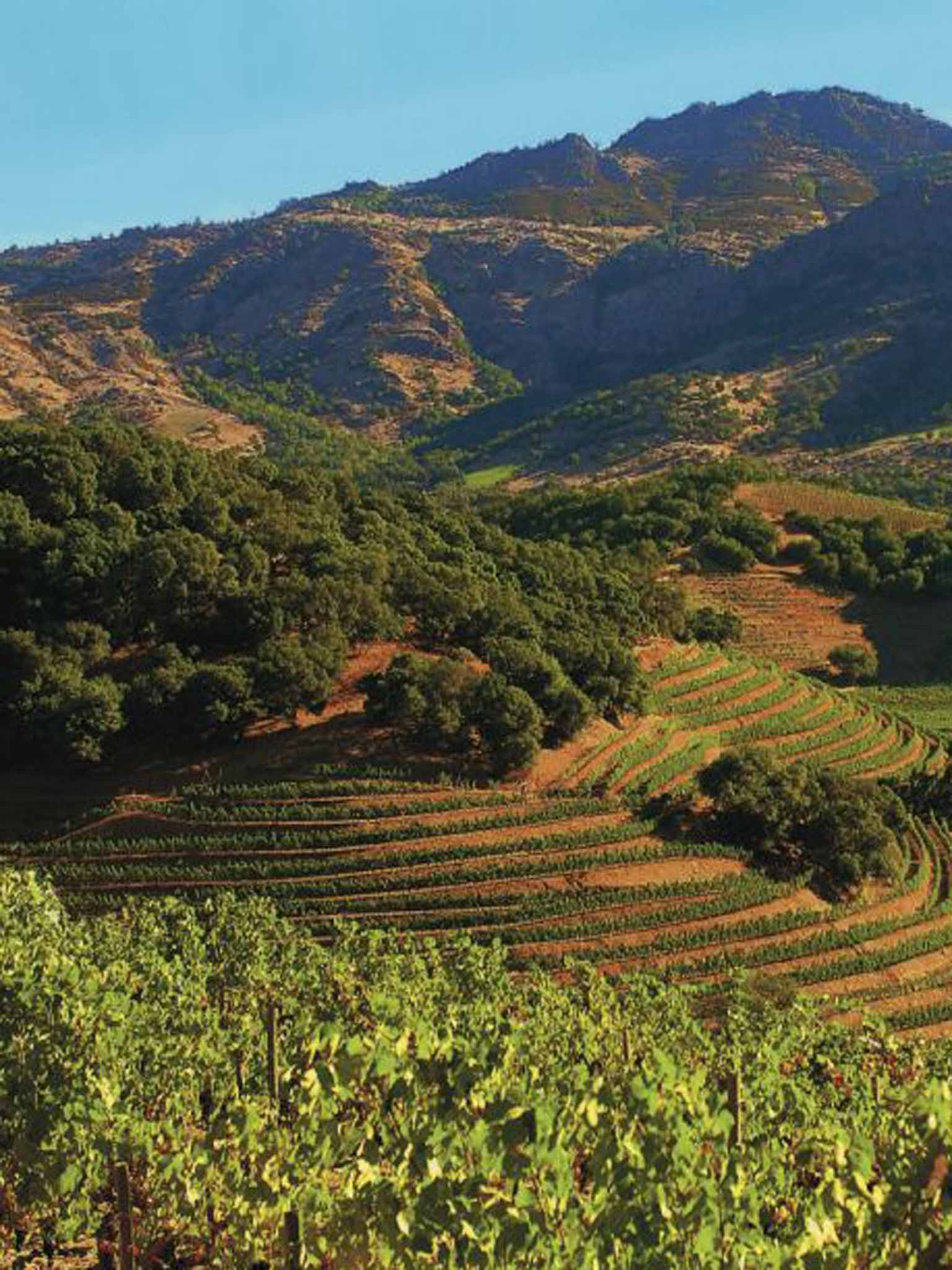 Vine time: Napa Valley
