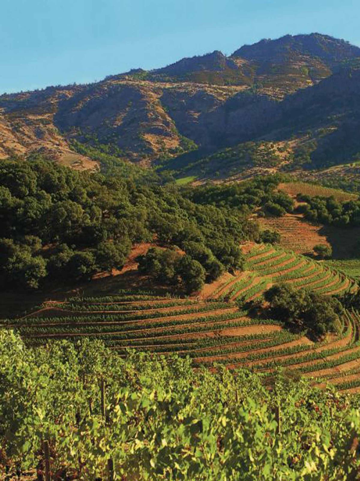 Napa Valley music festivals I heard it on the grapevine The