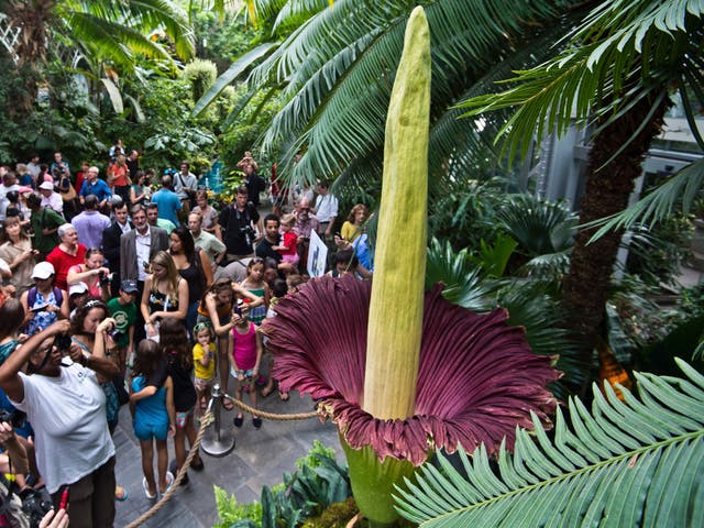 Tourists look at a blooming Titan arum plant at the US Botanic Garden in Washington last year
