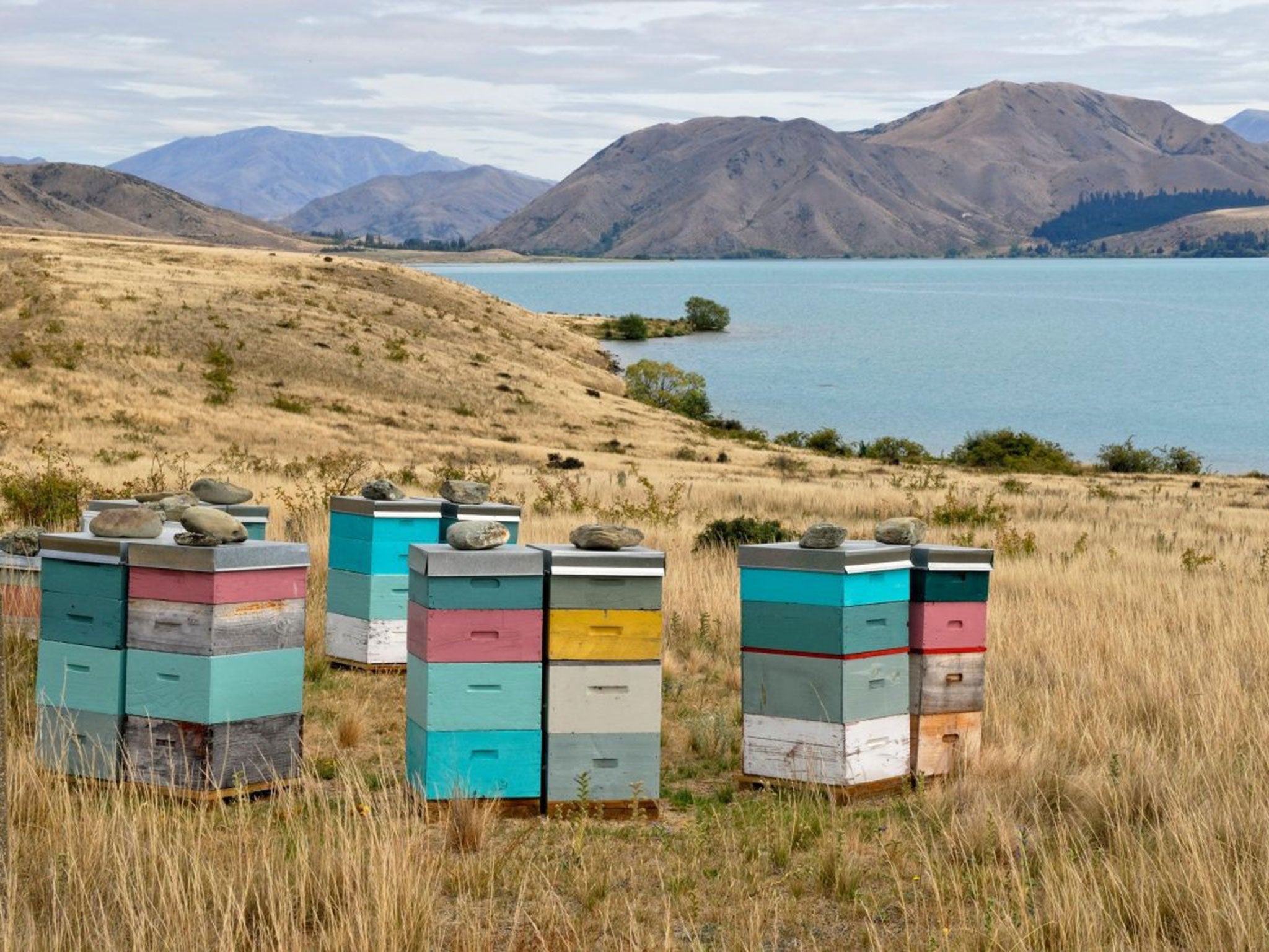 Sweet sensation: New Zealand beehives