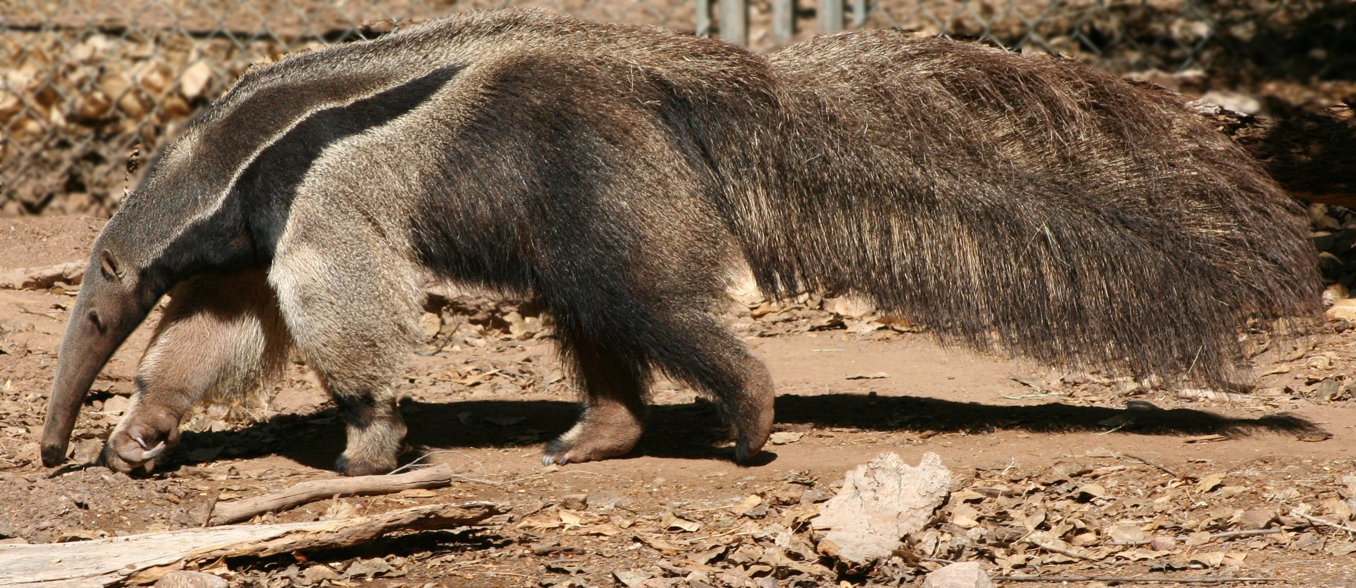 Stiff competition: the tail of the giant ant eater is 80 per cent the size of its body.