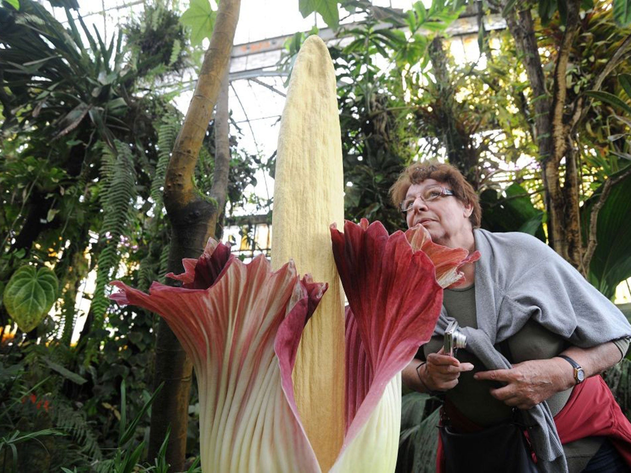 The titan arum (Amorphophallus titanum), also known as the corpse flower or stinky plant due to its odor, may remain in bloom for up to 24 to 48 hours before it begins to wilt