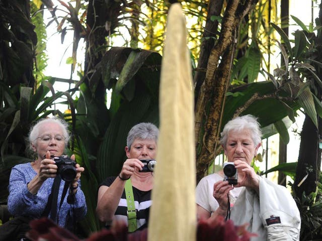 The proud possessor of the title of 'biggest inflorescence of any flower on earth', it doesn't look like a real plant at all