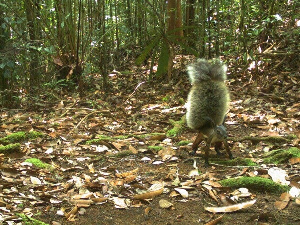 The tufted ground squirrel of Borneo showing off its record-winning tail.