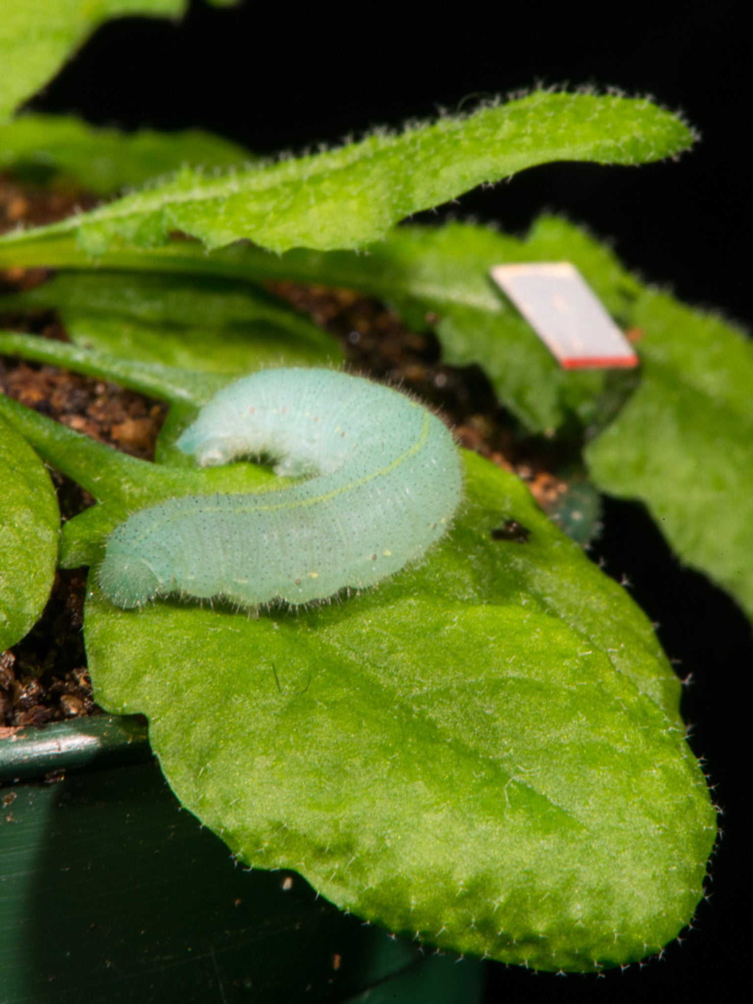 Plants respond defensively to the sound of caterpillars eating their leaves  | The Independent | The Independent