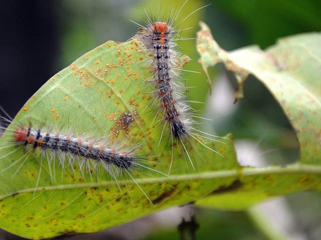 The baculovirus overrides caterpillars’ natural aversion to sunlight, causing them to die after climbing too high to the tops of plants