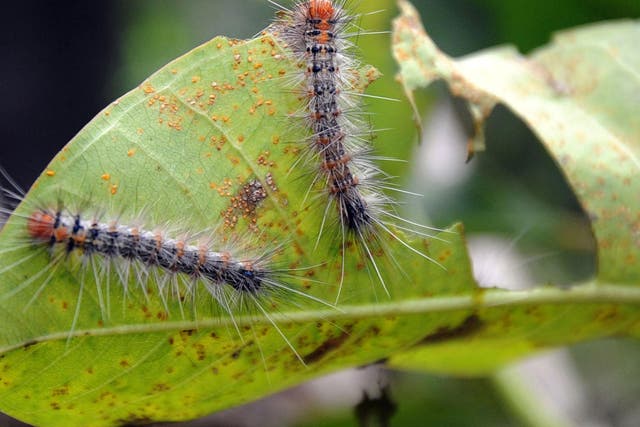 The baculovirus overrides caterpillars’ natural aversion to sunlight, causing them to die after climbing too high to the tops of plants