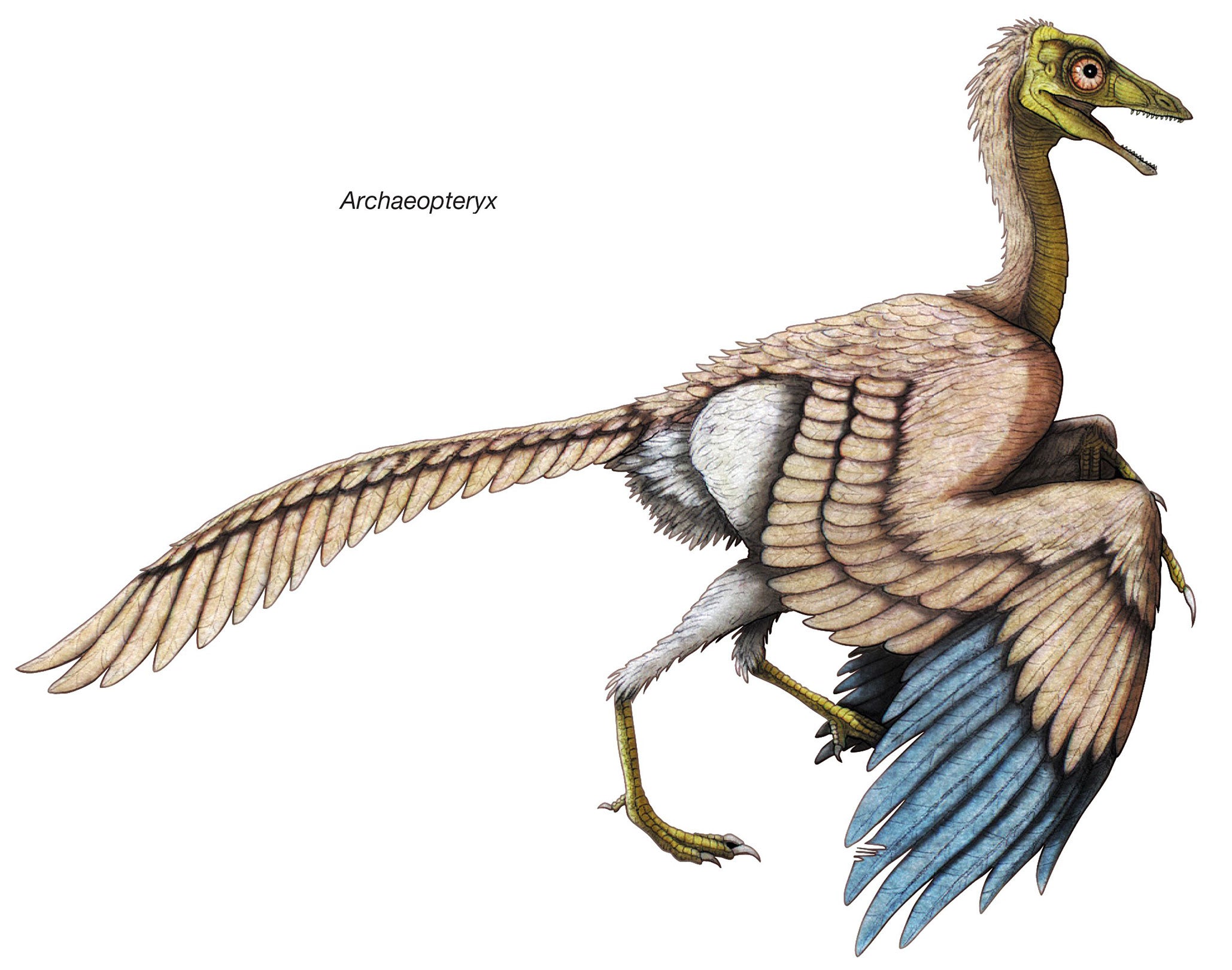 How the Archaeopteryx may have looked 