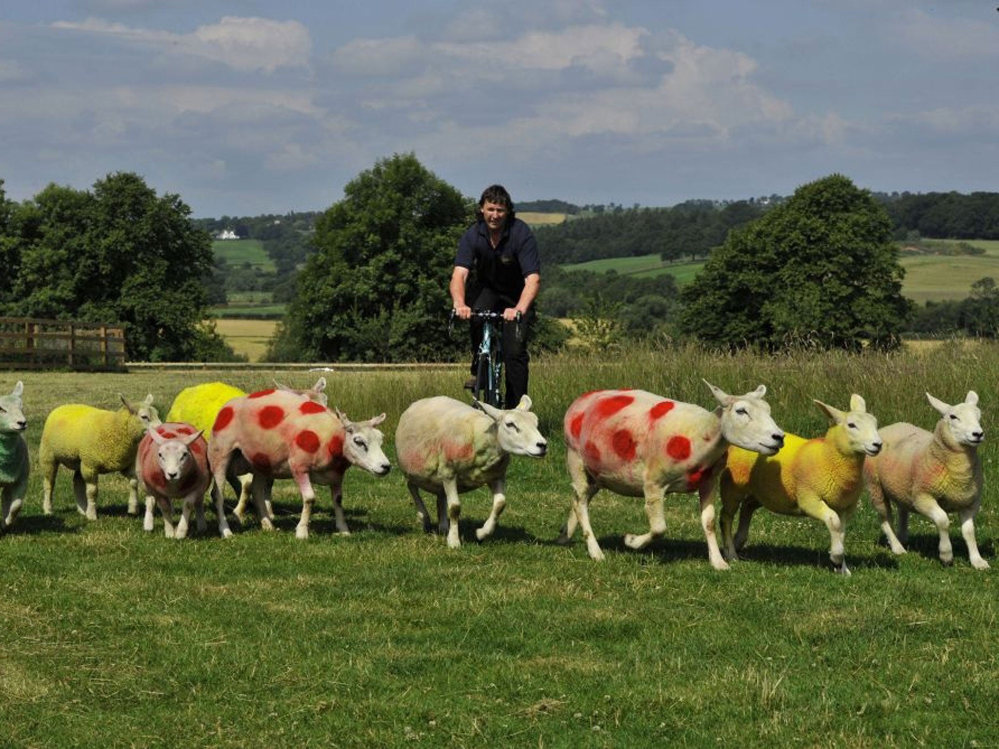 Sheep painted in the colors of the Tour de France winners jerseys, graze in fields near Harrogate