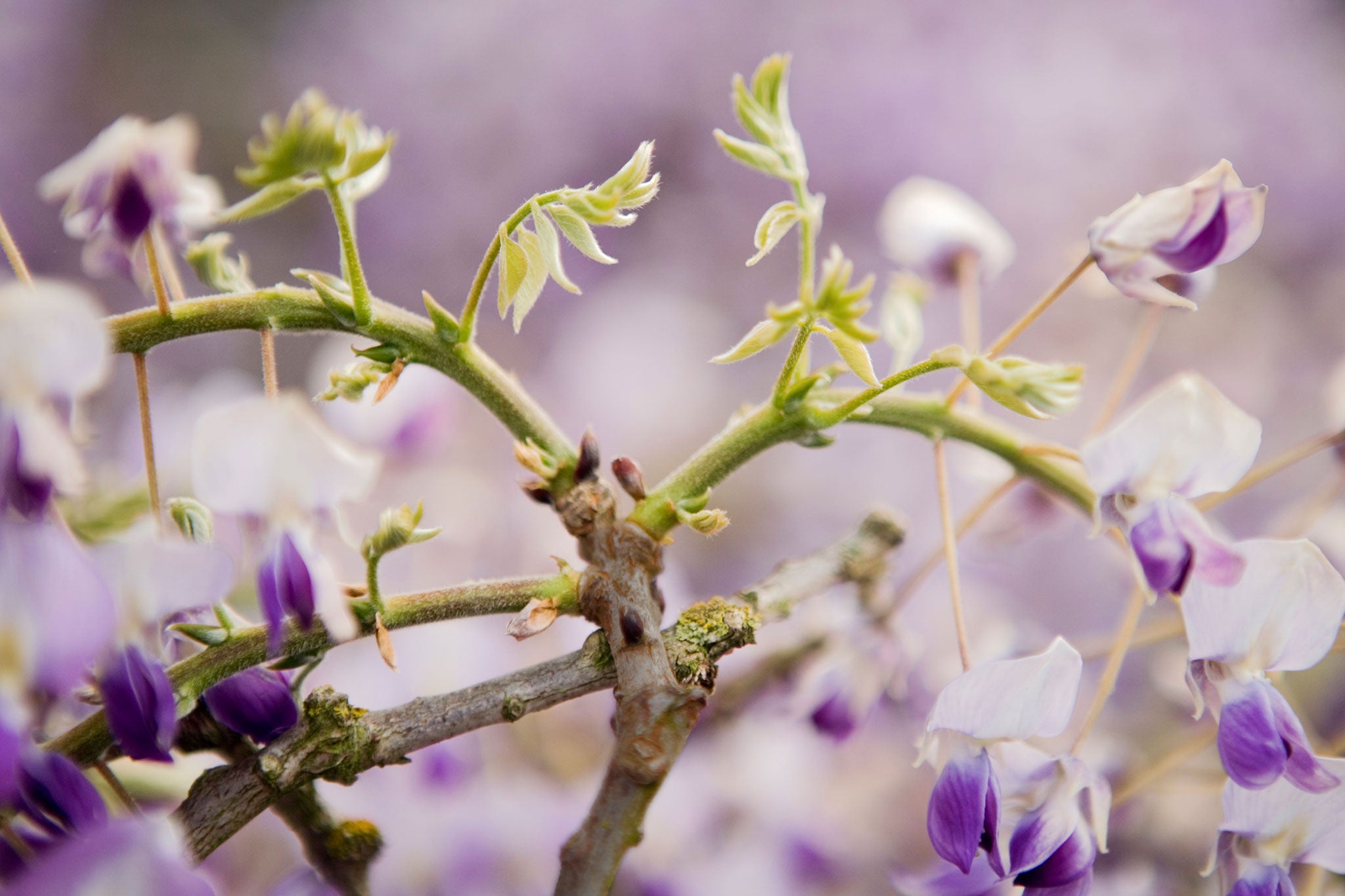 Enhance their performance: New shoots of wisteria