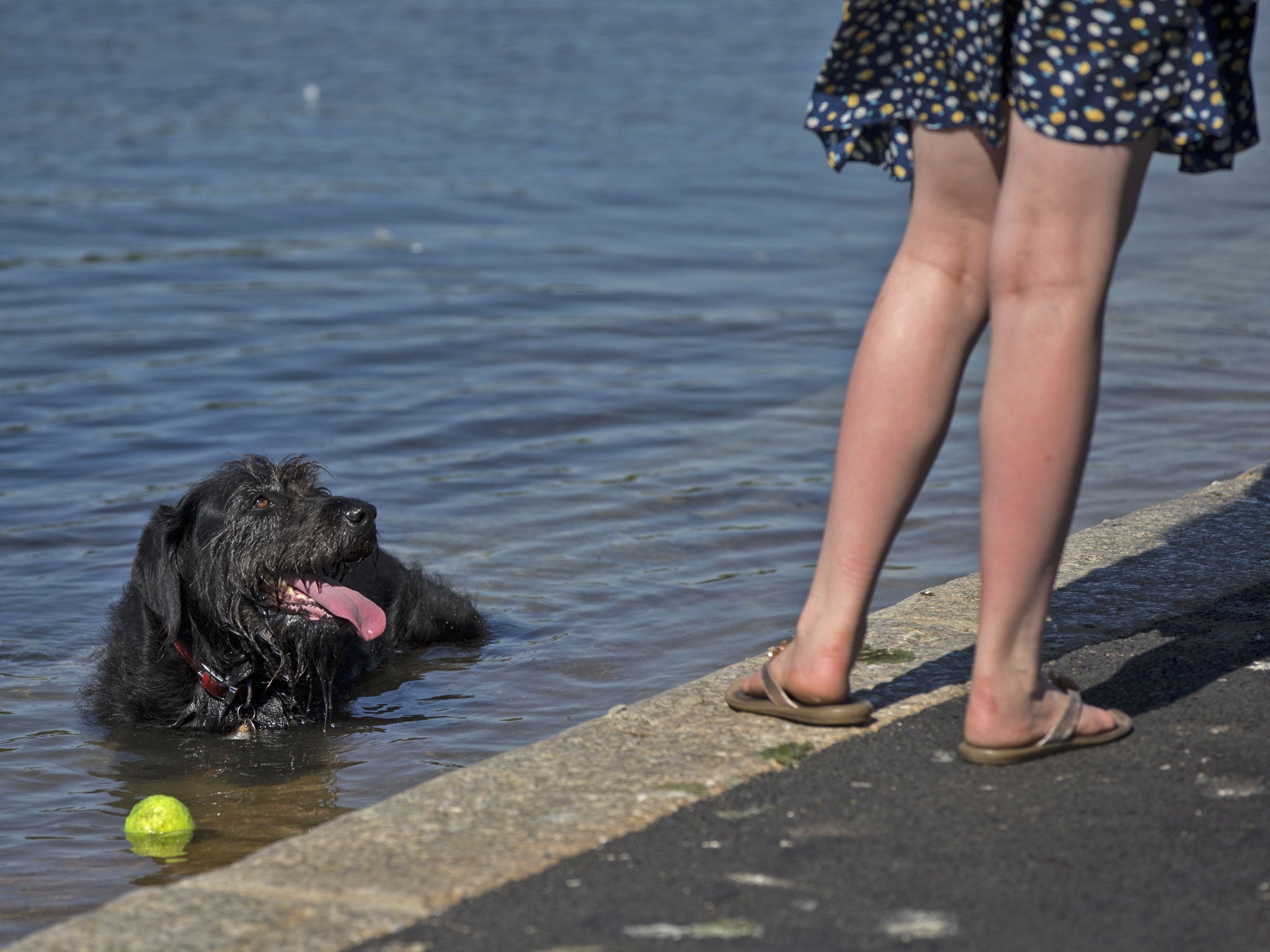 A dog cools off in Hyde Park's Round Pond in warm weather on July 3, 2014 in London, England. Southern England has recorded the highest temperature of the year so far at 27.7C (81.8F) in Essex.