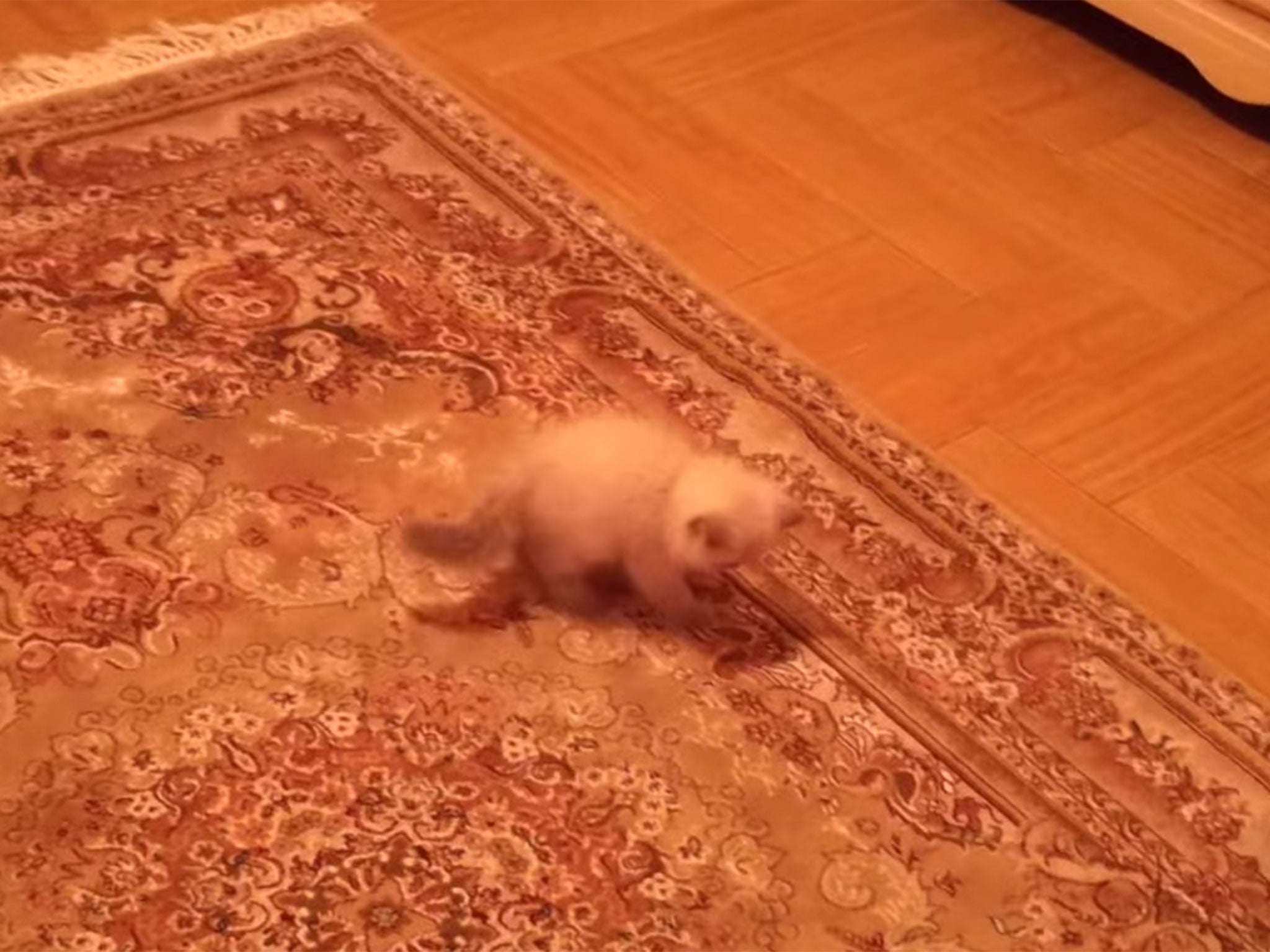 Kitten scared of carpet | The Independent | The Independent