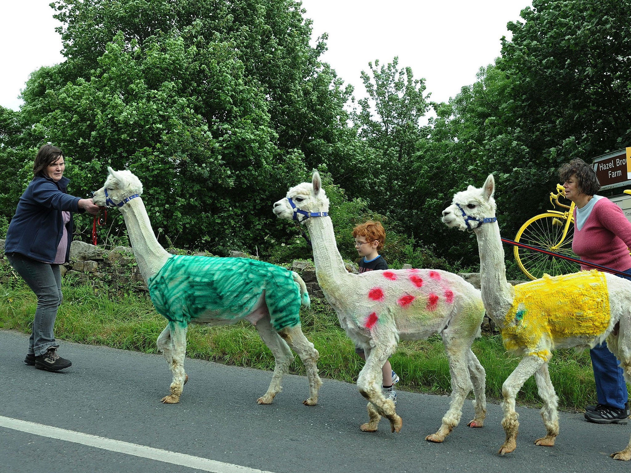 Alpacas with their wool dyed in Tour jersey colours walk
part of the route near Reeth in Yorkshire