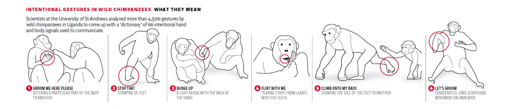 in chimpanzee hand gestures