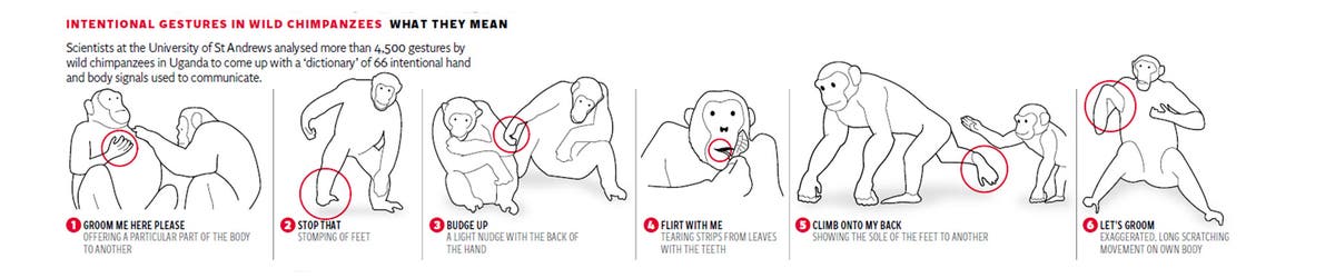 Chimpanzee gestures deciphered in 'world first' after scientists decode ...