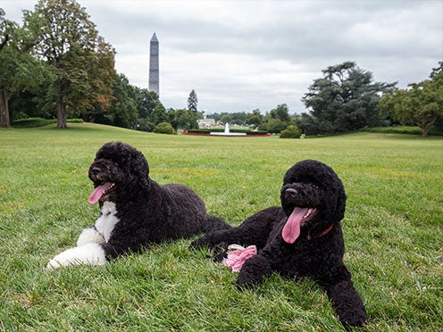 Bo (L) and Sunny, the Obama family dogs, on the South Lawn of the White House