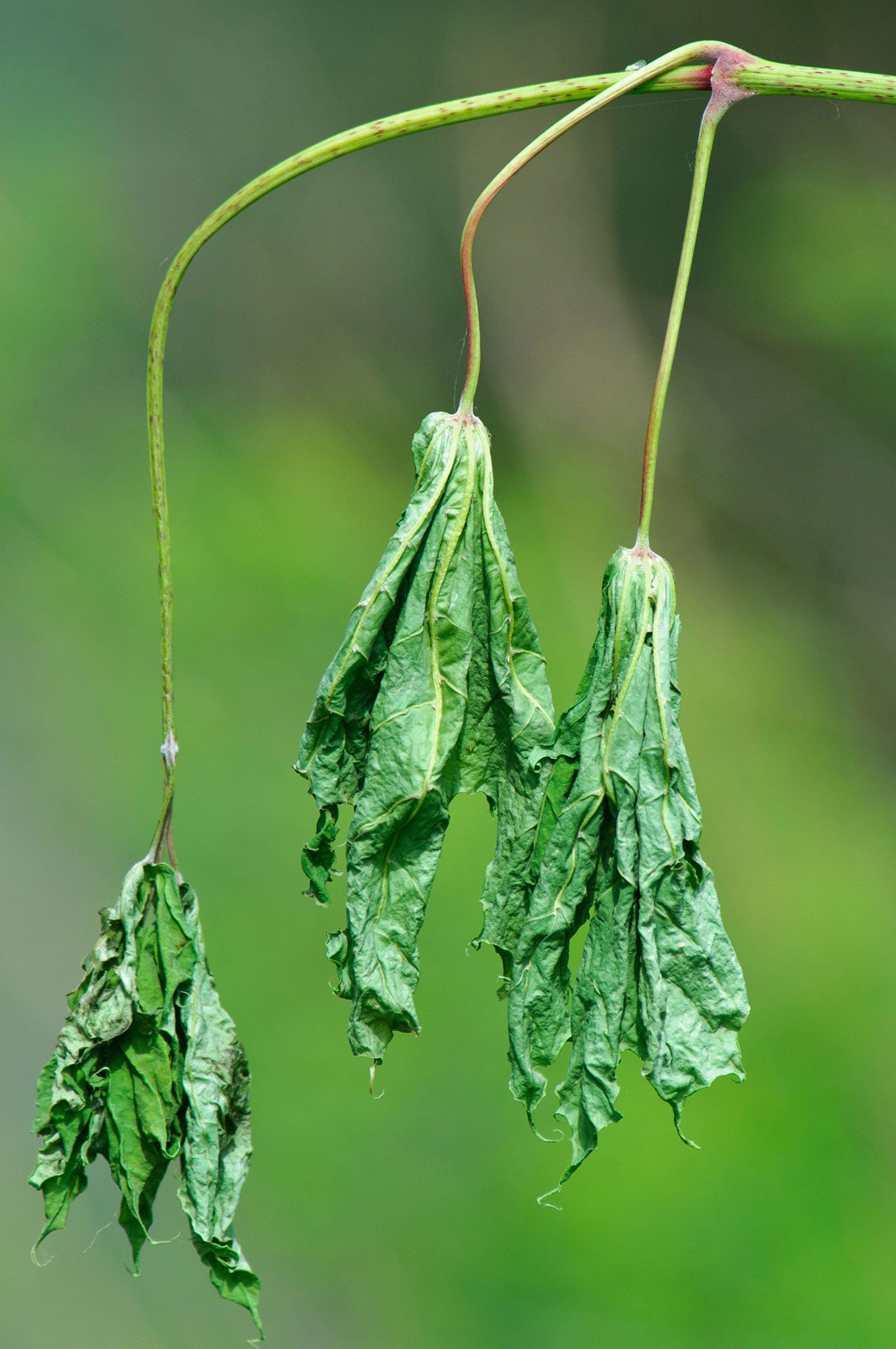 Emma Townshend How to bring back plants from the dead  