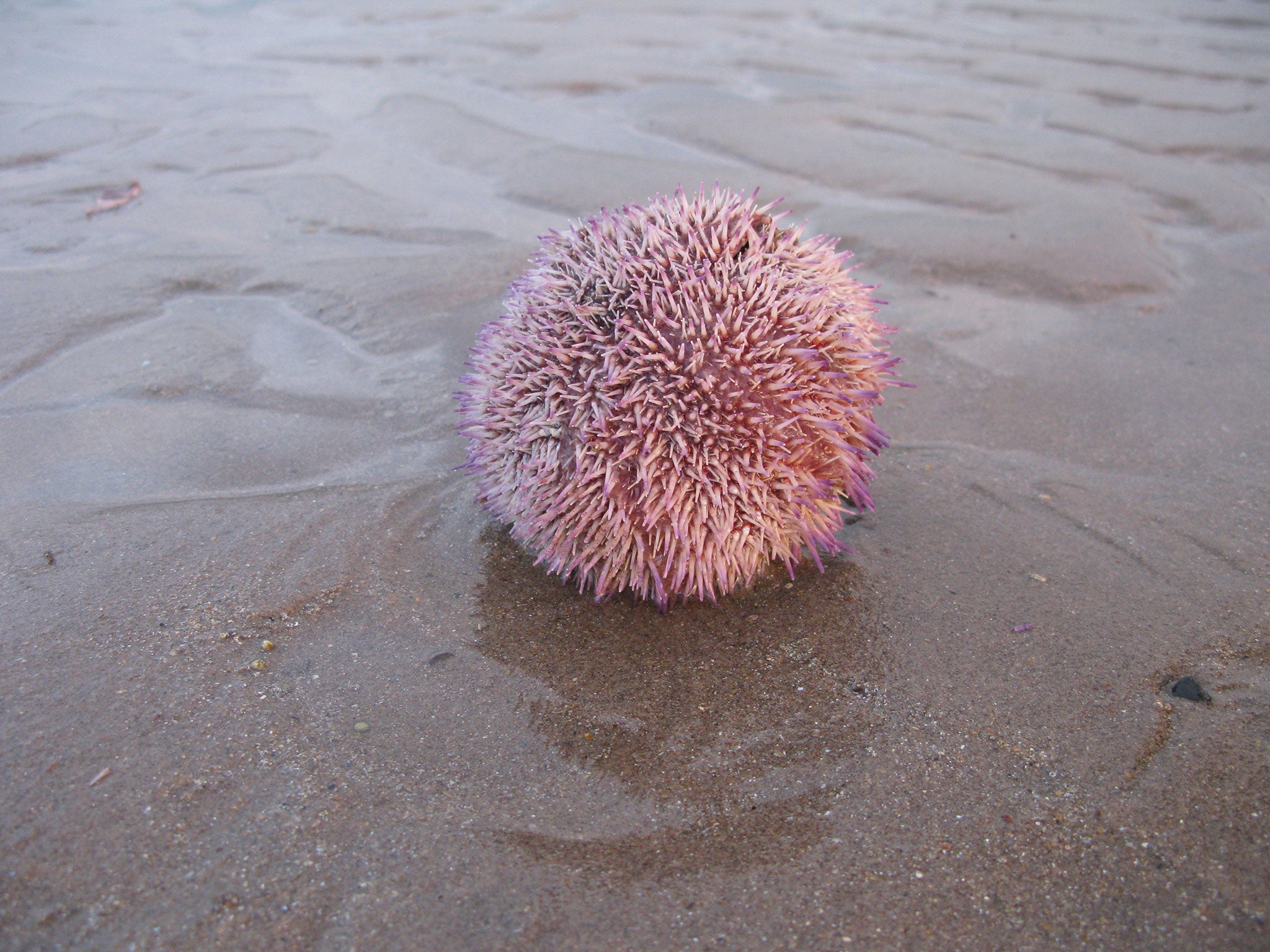 A sea urchin, whose roe is edible raw