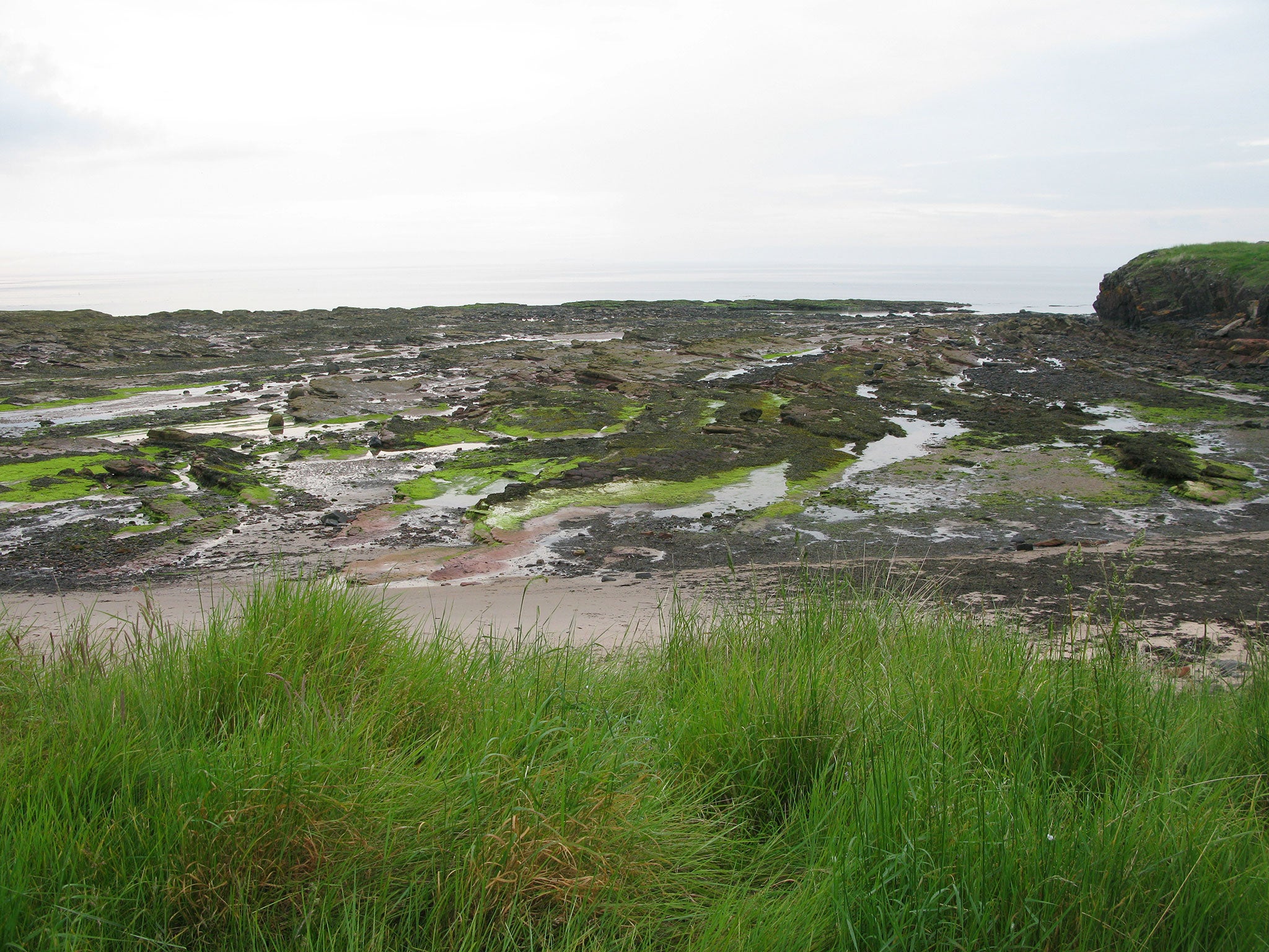 Kelp, useful as a flavour enhancer because of its natural glutamates