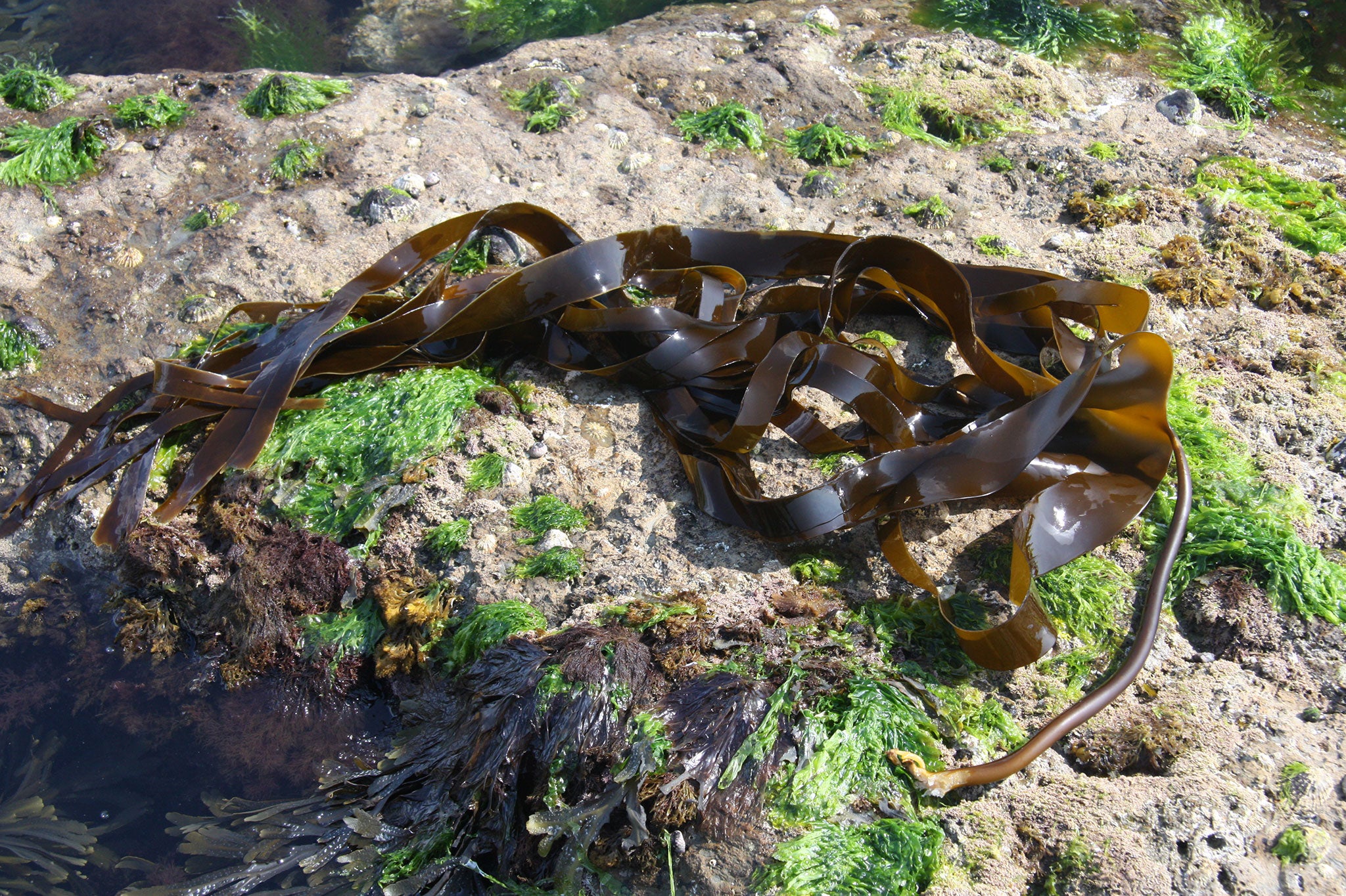 Seaweed-covered rocks beyond the sand dunes