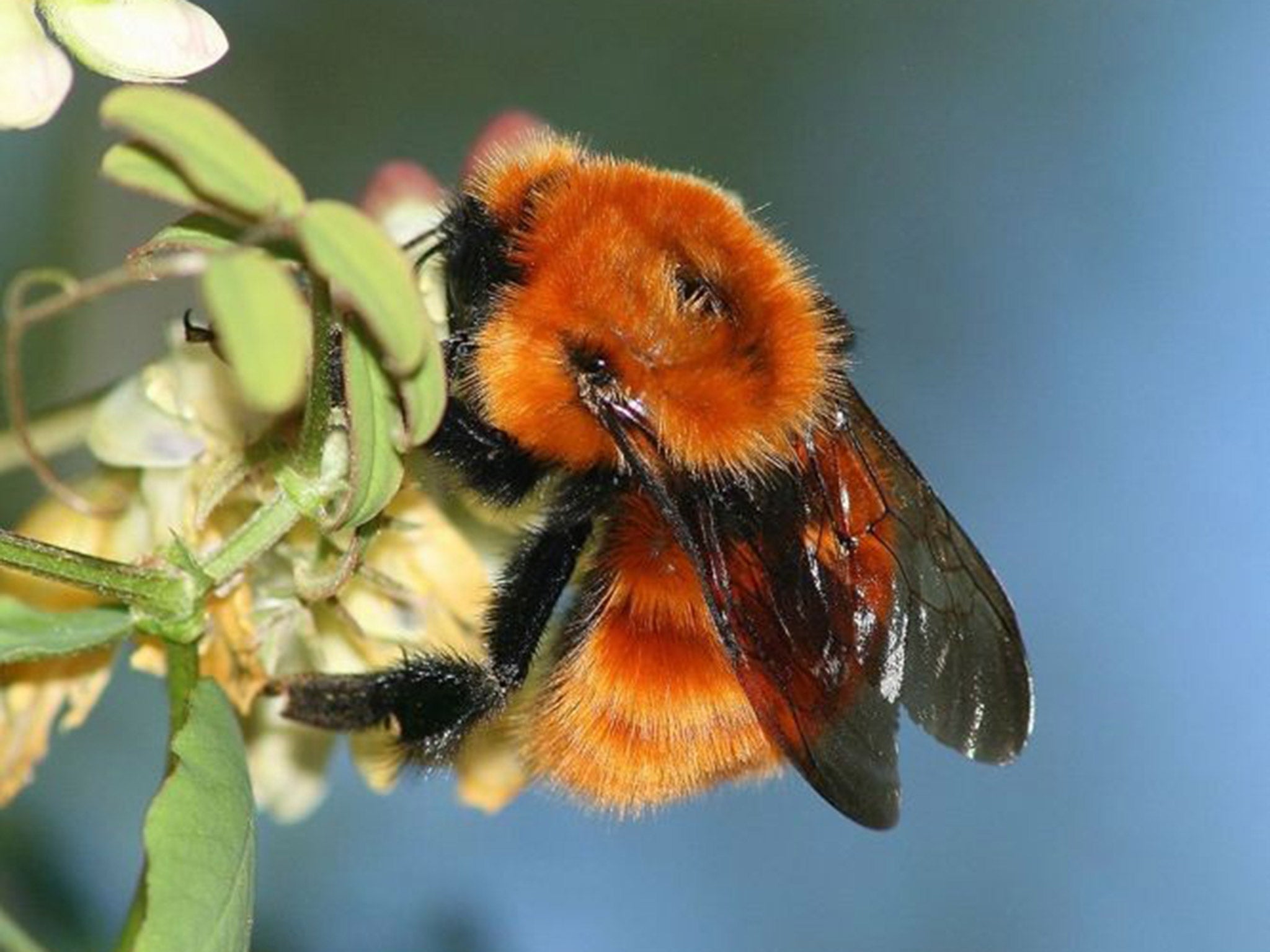 Bombus dahlbomii largest bumblebee in world from Chile
