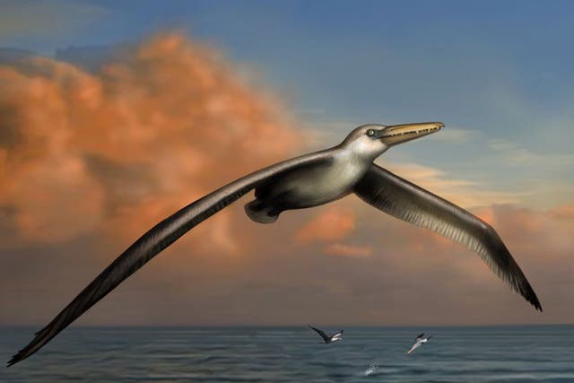 An artist’s impression  of Pelagornis sandersi, which could fly great distances