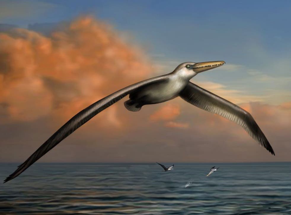 An artist’s impression  of Pelagornis sandersi, which could fly great distances