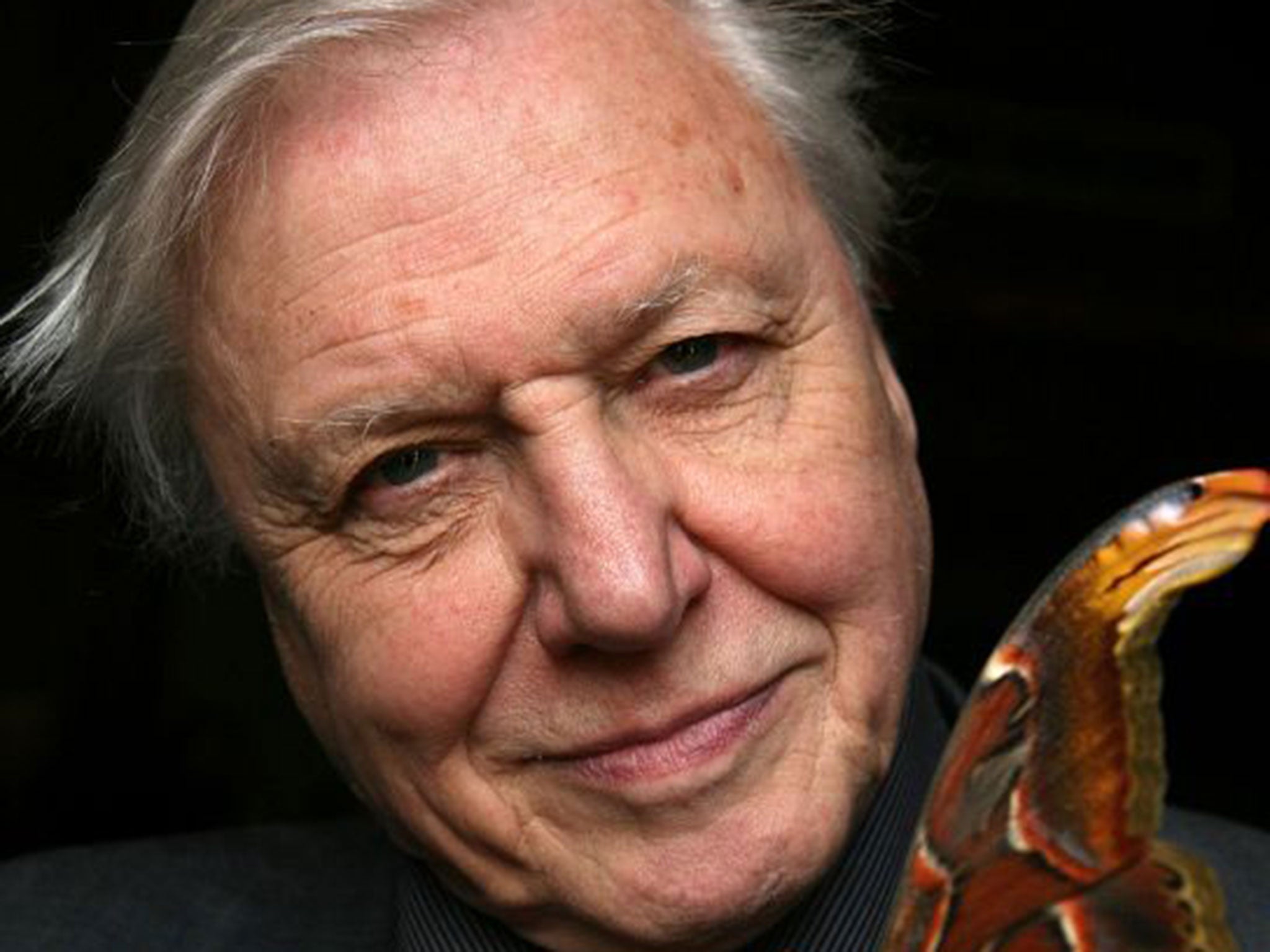 Sir David Attenborough says shows are geared for sales overseas