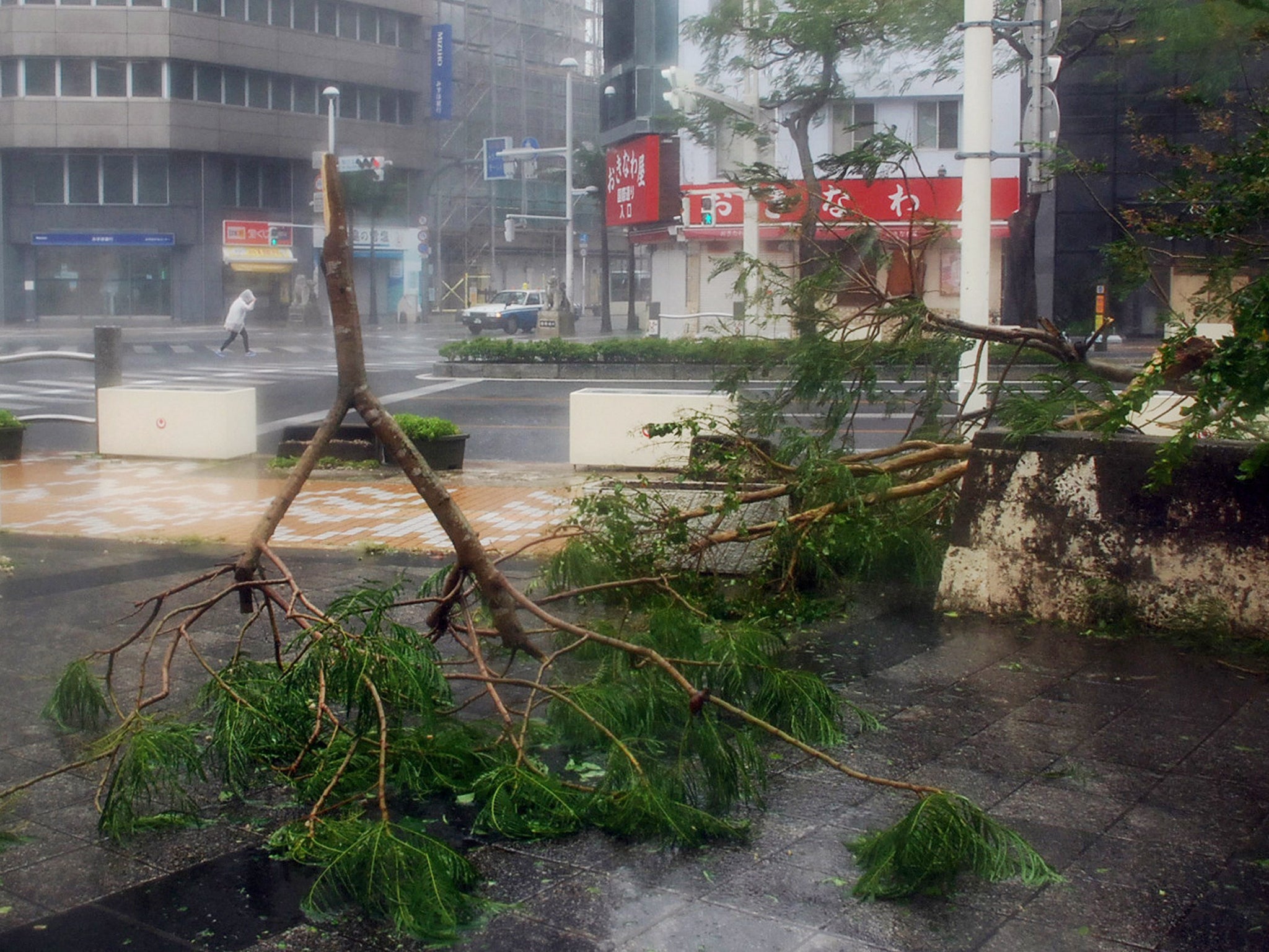 Trees have collapsed by strong wind on a street at Naha in Japan's southern island of Okinawa