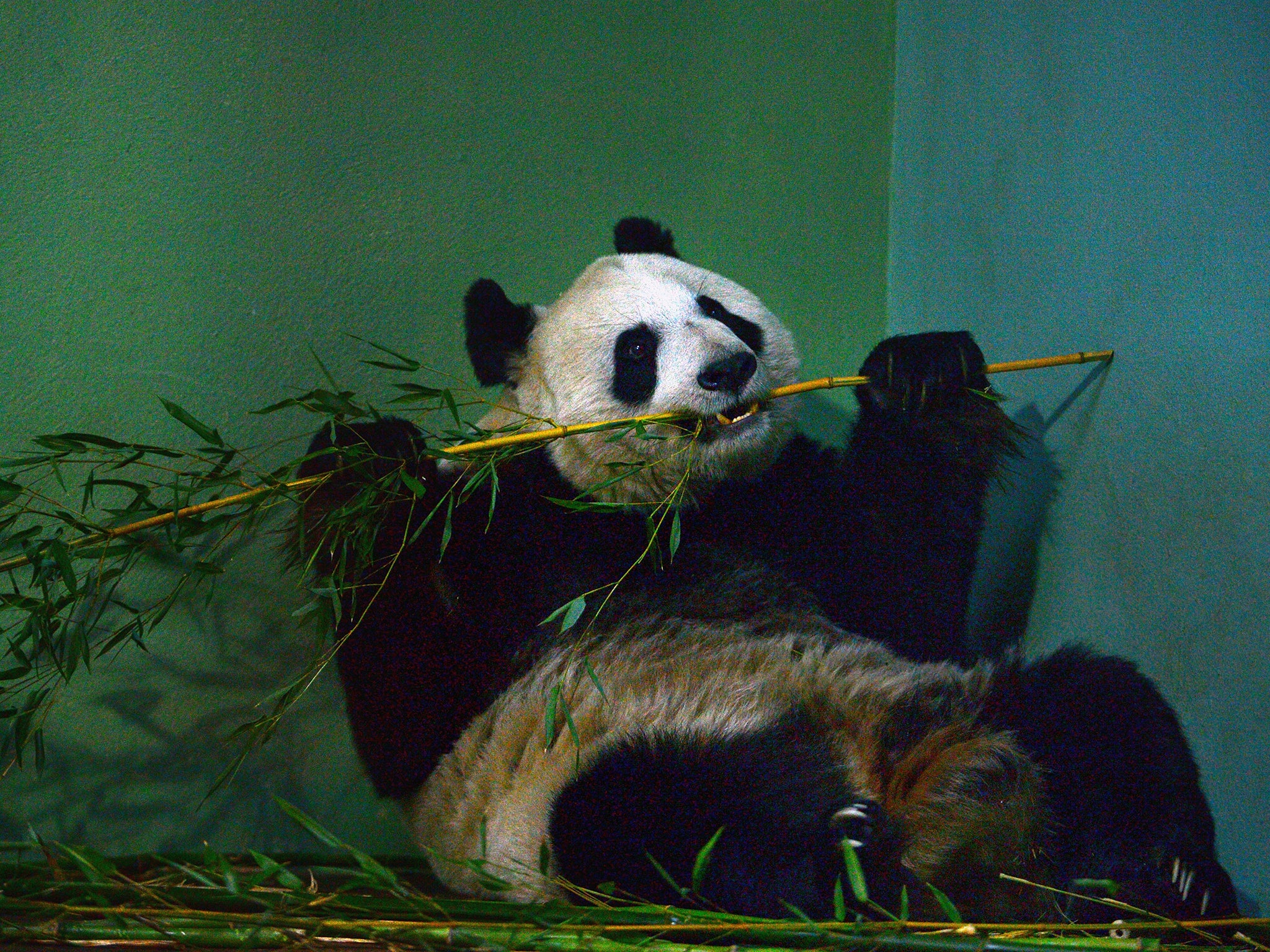 Tian Tian the female panda at Edinburgh zoo sits inside her enclosure