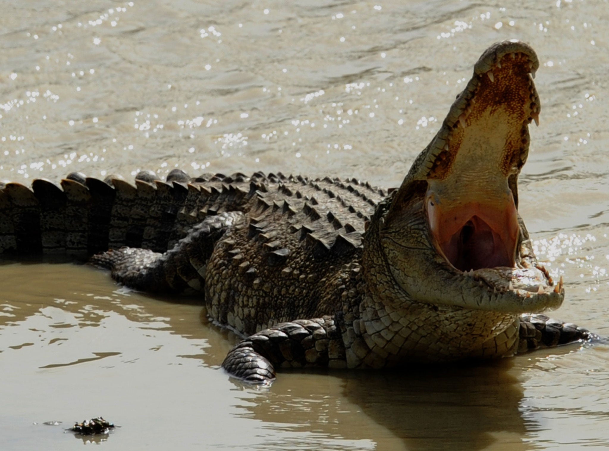 File image of a crocodile sunbathing on a river bank in the Yala National Park in Sri Lanka