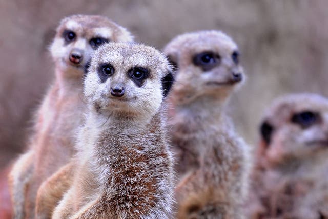 Meerkats are the most likely out of a list of 1,000 mammals to kill a member of their own species