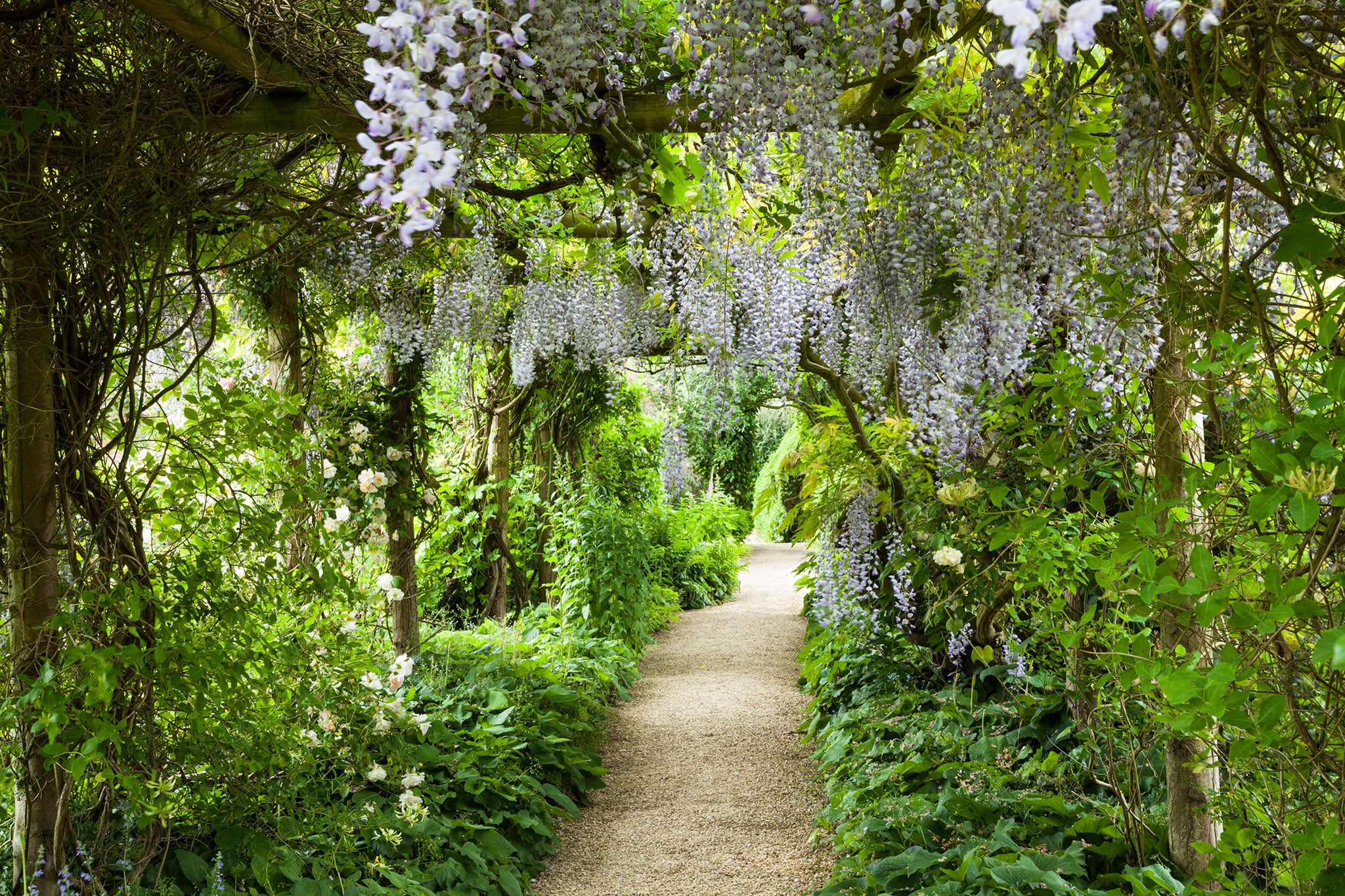 A wisteria-covered path in the William Kent-designed garden