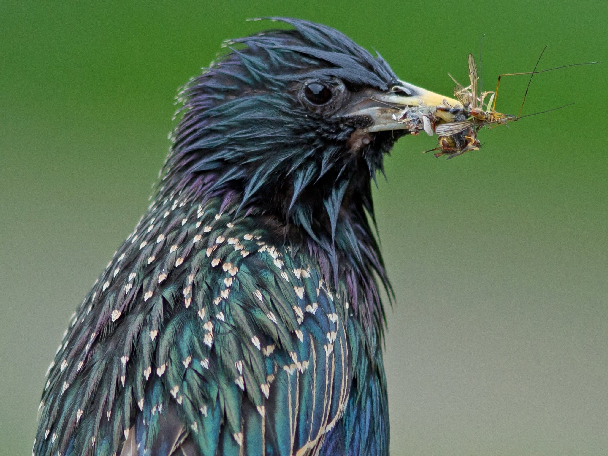 The starling is one of 15 bird species whose decline in population has been linked to pesticide use in the Netherlands