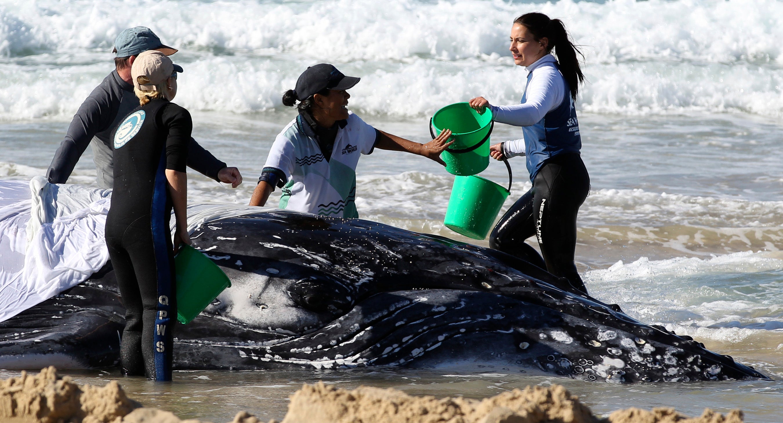Rescuers try to help the stricken whale