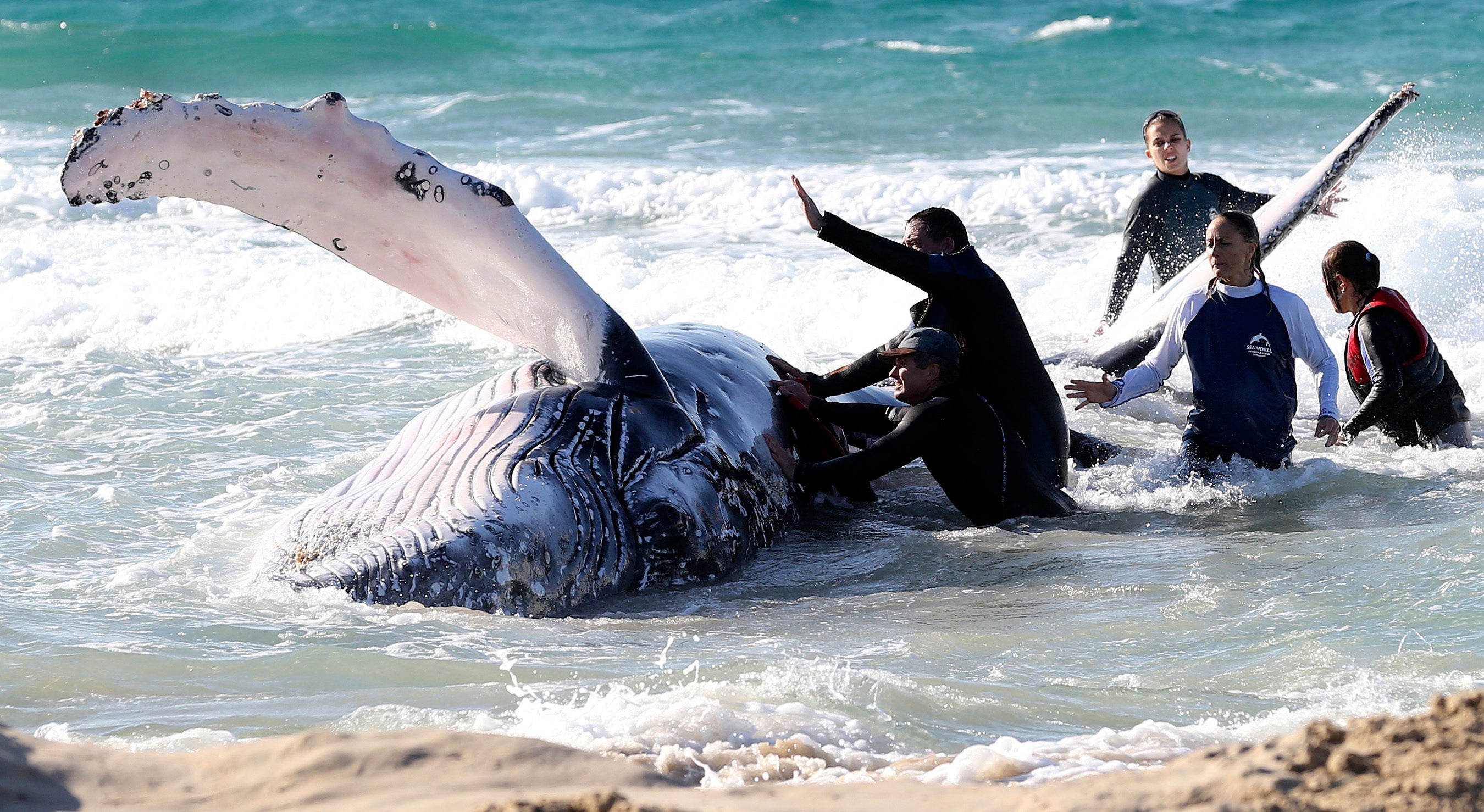 A beached whale is aided by Seaworld professionals on the Gold Coast, Australia