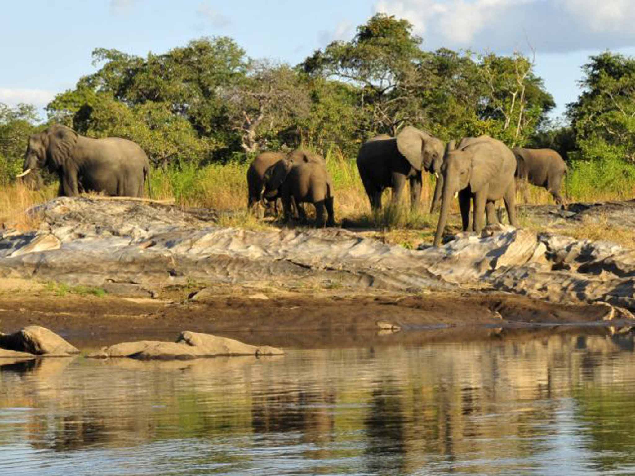 Trunk show: elephants on the Lugenda river 