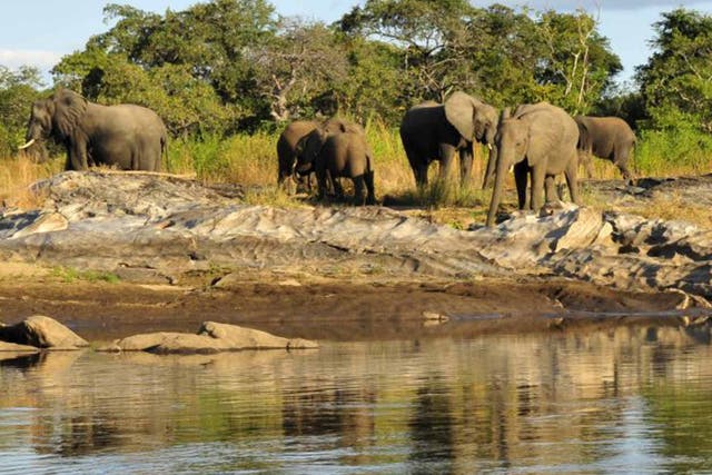 Trunk show: elephants on the Lugenda river 