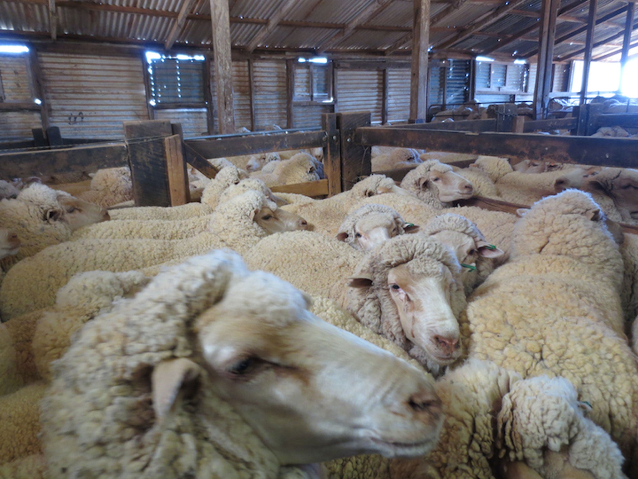 Peta said sheep are deprived of food and water, sometimes overnight, in part so that they'll put up less resistance when shearers handle them roughly