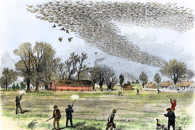 In the firing line: shooting passenger pigeons for sport in Louisiana, in the 1870s