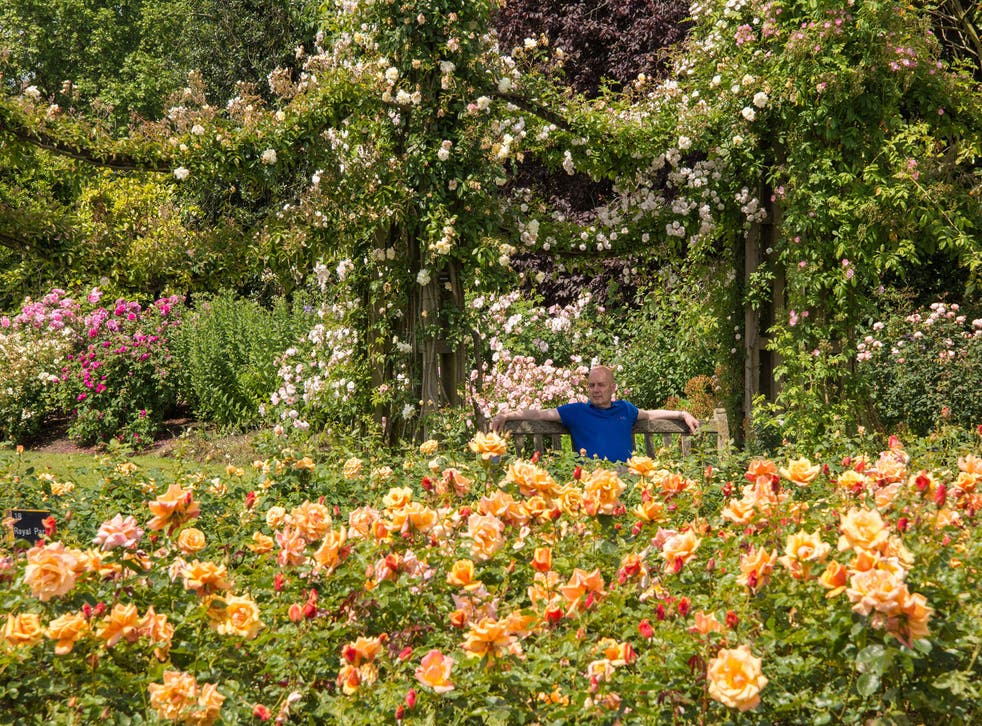 Open space, open mind: Queen Mary's Rose Garden in Regent's Park, central London