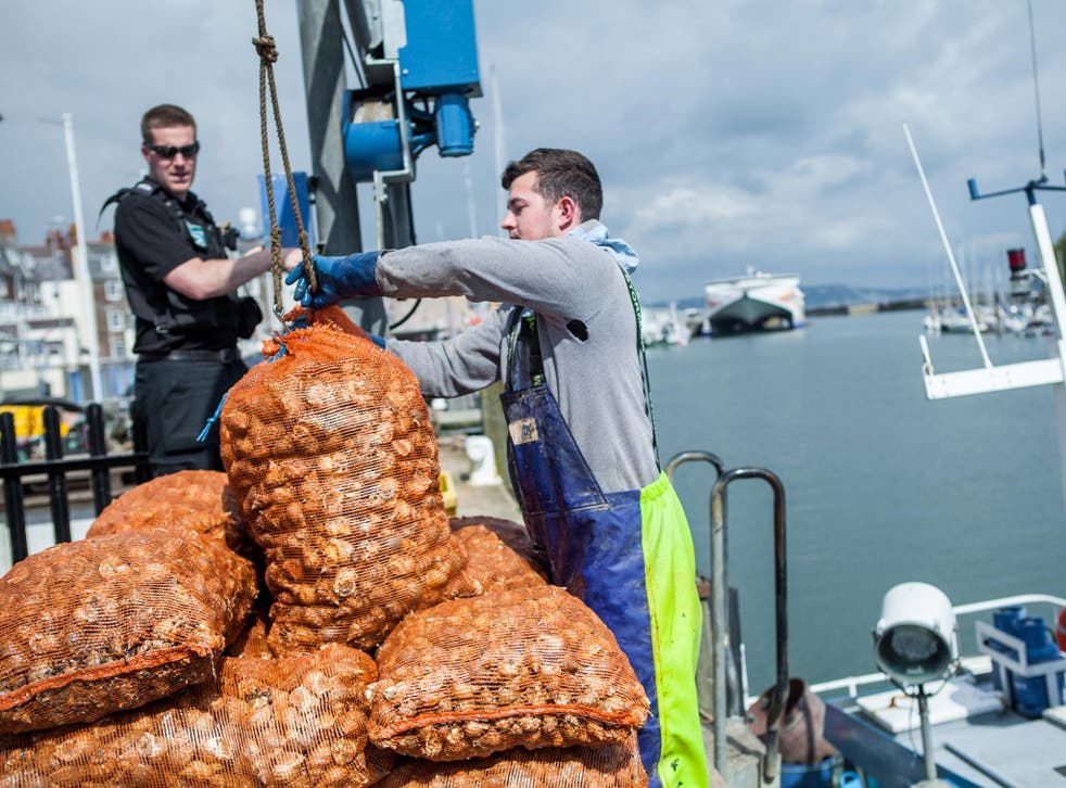 Whelk-come back: hauling whelks in Weymouth Harbour