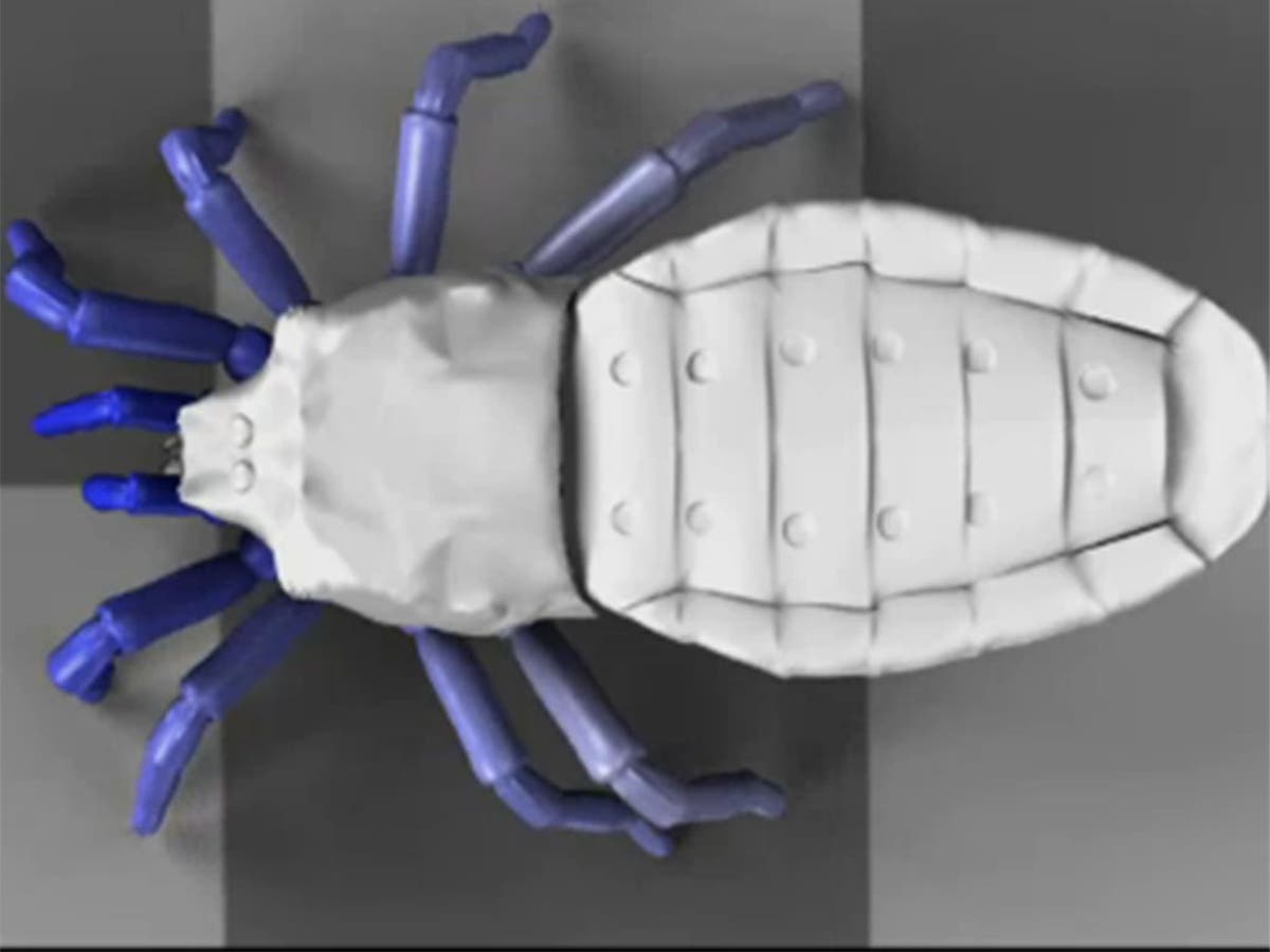 Extinct spider ‘resurrected’ The Independent The Independent