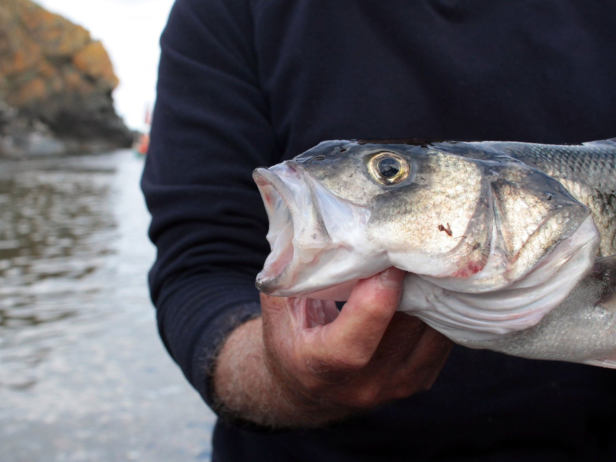 Recreational anglers are responsible for about a quarter of the wild sea bass catch