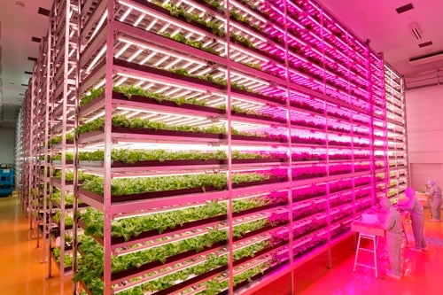 An indoor lettuce farm is powered by LED lights