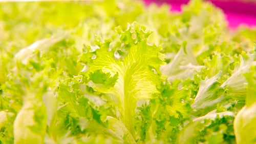 The farm reportedly produces lettuces 2.5 times faster than outdoor fields